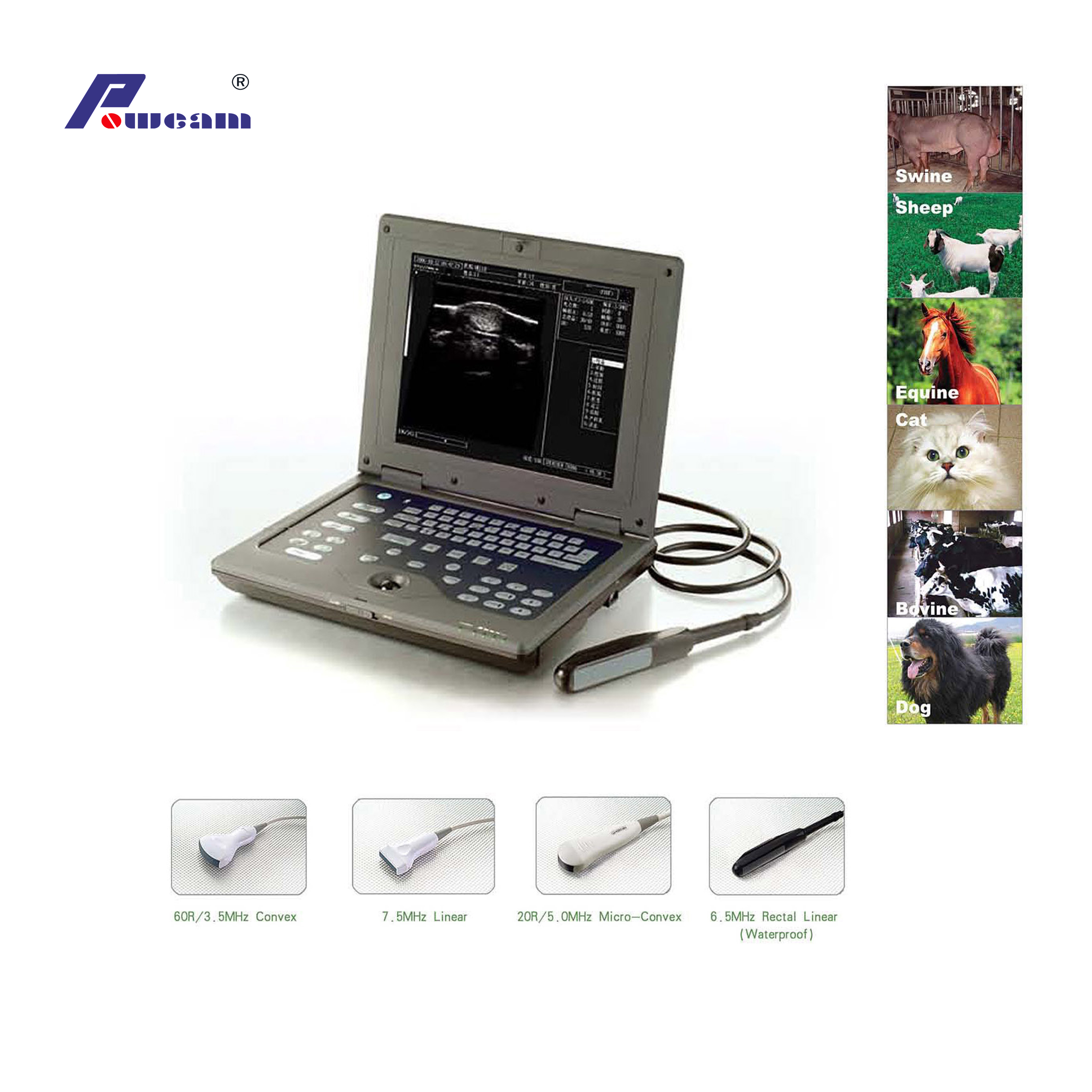 Scanner à ultrasons vétérinaire pour ordinateur portable Portable médical CE ISO