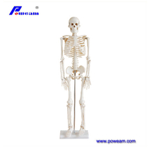 Modèle d'anatomie humaine du squelette 80cm en PVC pour étudiants de l'école de médecine